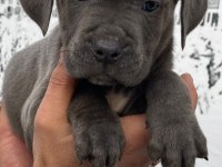 Blue dev cane corso erkek ve dişi yavrular