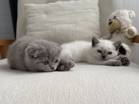 British shorthair 55 günlük erkek