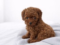 Toy Poodle Köpekler