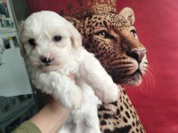 Show kalite mini maltipoo yavrularımız