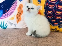 Safkan british shorthair yavru