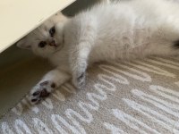 Safkan erkek kedimiz yeni ailesini arıyor