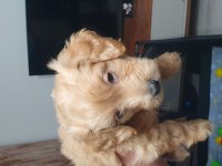 Maltipoo köpeği