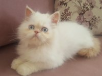 EGZOTİK KAR TOPU İRAN KEDİSİ OĞLUM
