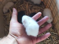 Beyaz ve Siyah 1 Aylık Suriye Hamster Yavruları
