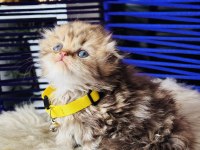 Scottish fold Longhair golden tabby