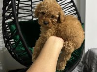 Safkan toy poodle yavru