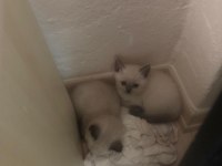 Daha 44 günlük british shorthair