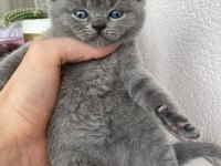British shorthair kedimiz