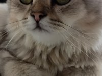 ücretsiz sahiplendirebilecek chinchilla