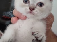 BEBEKLERİM YUVALARINI BEKLİYOR BRİTİSH VE BLUE POİNT