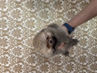 Pomeranian boo erkek bebeğimiz