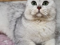 Çok akıllı ve uslu bir çocuk british longhair