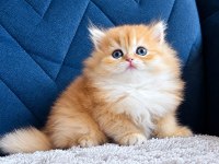 British Longhair Golden Erkek