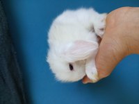 Yavru Hollanda teddy lop tavşanları
