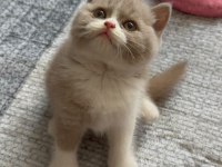 Sevimli Fawn Bicolor Bebek British Shorthair