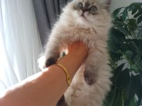 Pofuduk pati british longhair