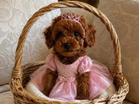 KÜÇÜK POODLE ŞEKERLER