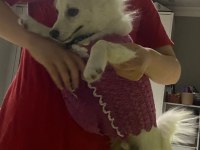 Japon spitz 5 aylık