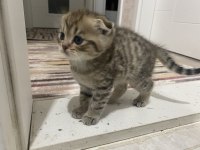 Şecere babadan 2 erkek scottish fold yavru