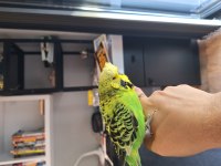 Show jumbo muhabbet kuşumuz yeni yuvasını arıyor