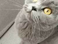 3 yaşında scottish fold kedim