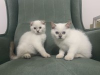 Scottish Fold Blue Point ve Tabby Yavru