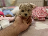 SÜPER MİNİ BOY MALTİPOO BEBEK