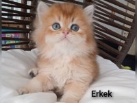 BRİTİSH GOLDEN LONGHAİR ZARAFETİ
