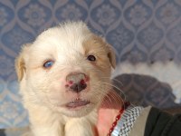 Border collie yavrular teslime hazır