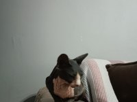 Scrli Sfenks