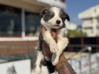 Show kalite border collie rezerveye açık