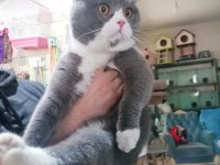 Scottish fold bicolor erkek