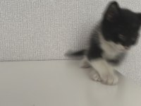 Ay ışığında sokakta bulunan sevimli kedimiz Lunaya yuva