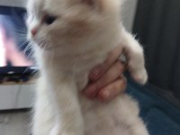 Scottish fold yavru kedimiz
