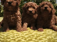 Müthiş kalite poodle yavrularımız