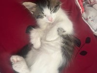OYUNCU TEKİR KIZ LUNA