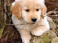 Ev Ortamında Yetiştirilmiş Golden Retriever Yavrularımız