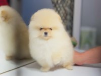 Tedy Bear Pomeranian Boo