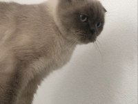 Scottish Fold Tekirdağ Süleymanpaşa