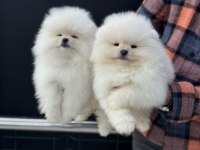 Safkan çok özel teddy face pomeranian yavrularımız