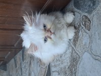 2 aylık british longhair yavrular sahiplendiriyorum
