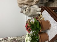BRİTİSH SHORTHAİR KEDİMİZE YUVA ARIYORUZ