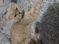 Ballı kedimiz ücretsiz sahiplendirilecektir