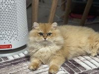 Erkek Aslan British Longhair