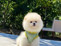 Pomeranian Boo safkan ayı surat bebeklerim