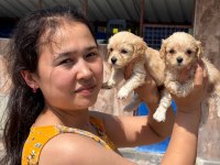 Maltipoo yavru köpekler