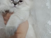 Erkek bebeklerim british longhair teslime hazır
