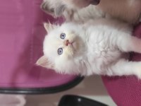 2 aylık son kalan süt beyaz erkek british longhair
