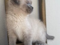 Blue point british shorthair bebekler